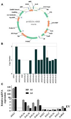 Arabidopsis Type III Gγ Protein AGG3 Is a Positive Regulator of Yield and Stress Responses in the Model Monocot Setaria viridis